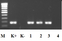Результат амплификации ДНК, выделенной из цельной крови инфицированных (1–3) и неинфицированных (4) животных, с помощью праймеров MSP4-F и MSP4-R: